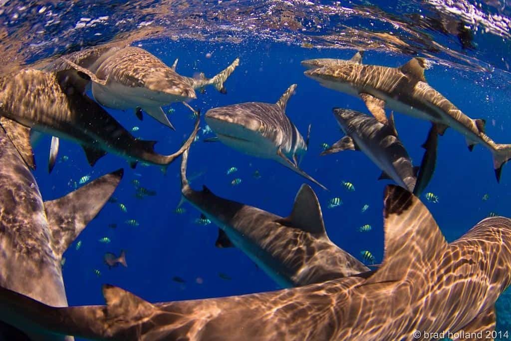 Yap Diving Holiday group of sharks