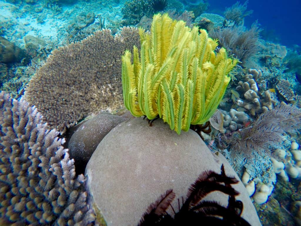 Raja Ampat